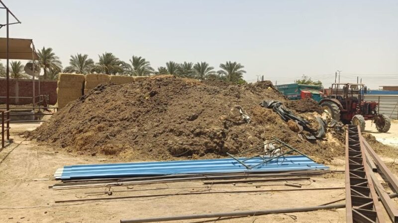 مزارع المواشي العشوائية تشعل غضب المستثمرين في “أحمد عرابي”.. وتهديدات بالهروب من العبور بسبب الكارثة البيئية